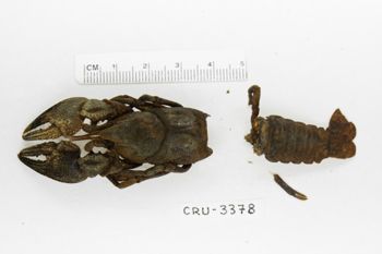 Media type: image;   Invertebrate Zoology CRU-3378 Description: Preserved specimen.;